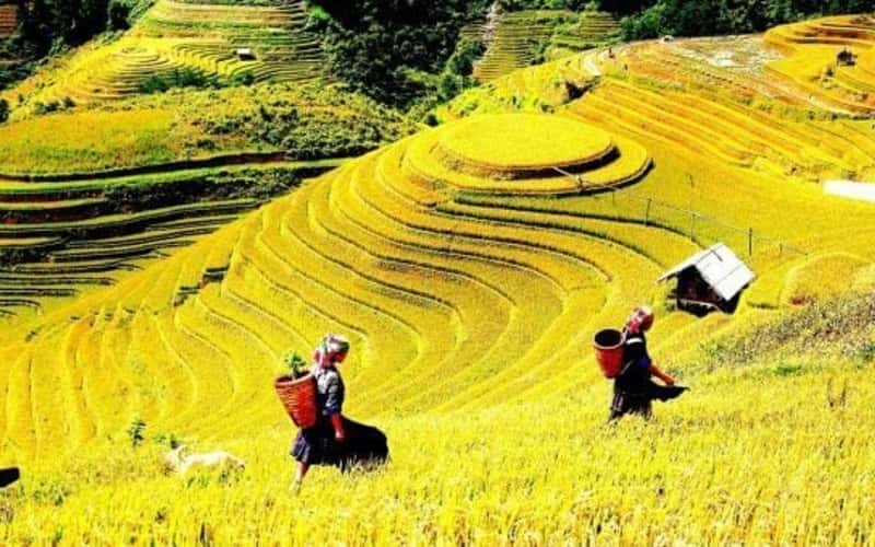 [Ảnh] “Mùa vàng” nơi con sông Hồng chảy vào đất Việt