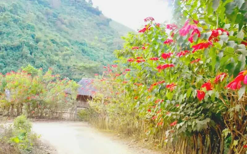 Rực rỡ sắc hoa trạng nguyên trên những bản vùng cao Nghệ An