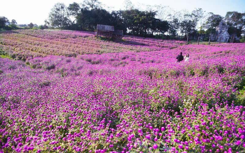 在河内市中心探索欧洲般美丽的花谷