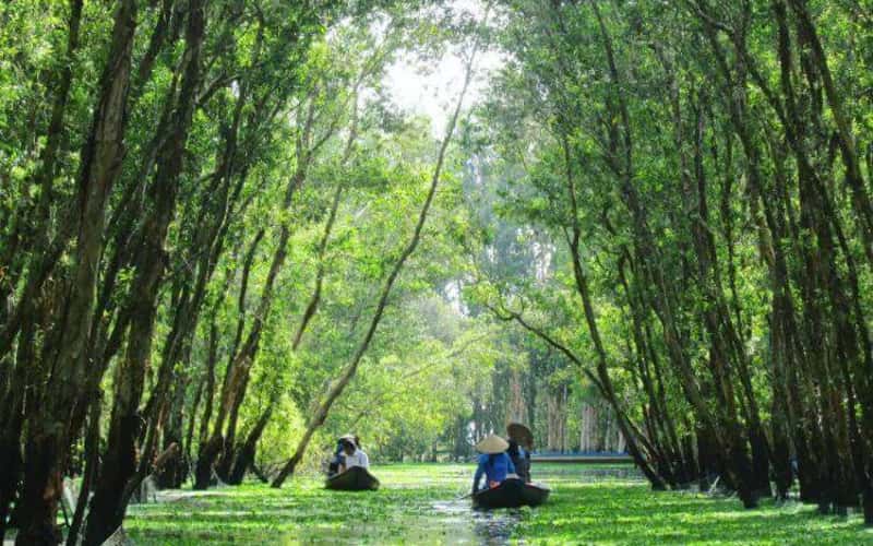 Khám phá rừng tràm Trà Sư: Du khách 'trốn' ồn ào, về với thiên nhiên
