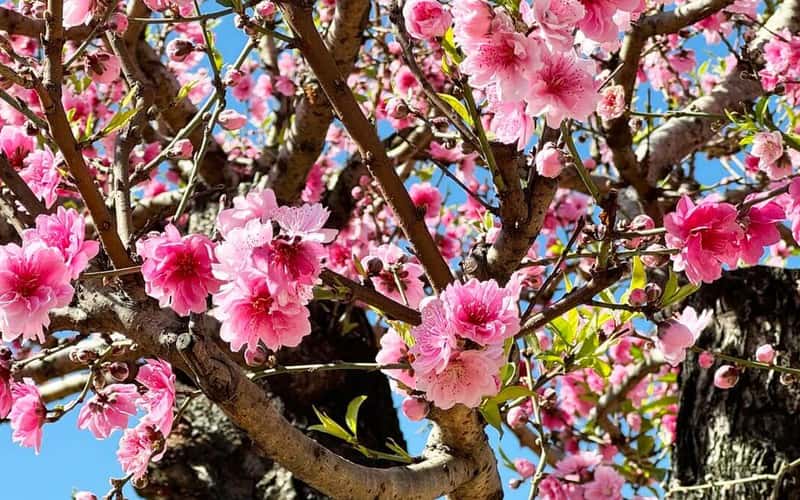 Ngỡ ngàng vườn đào cổ thụ Tây Bắc trên cao nguyên Lâm Đồng