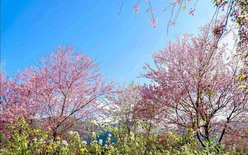 ソン・ラ：ナム・ギエップの山々や丘に咲く華やかなトゥデイの花に魅了されてください
