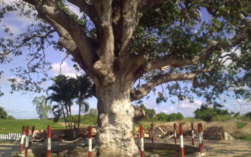"Cụ xoài" trên 300 tuổi – cây di sản Việt Nam, điểm đến thú vị tại Bạc Liêu
