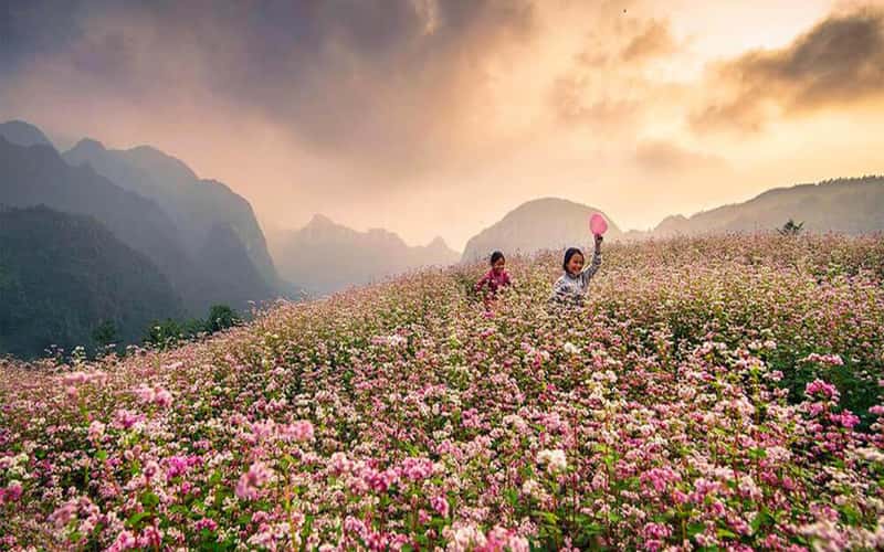 Đi Hà Giang mùa nào đẹp nhất?