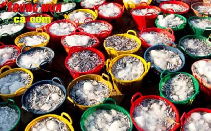 Rộn ràng mùa cá cơm Nam Trung bộ