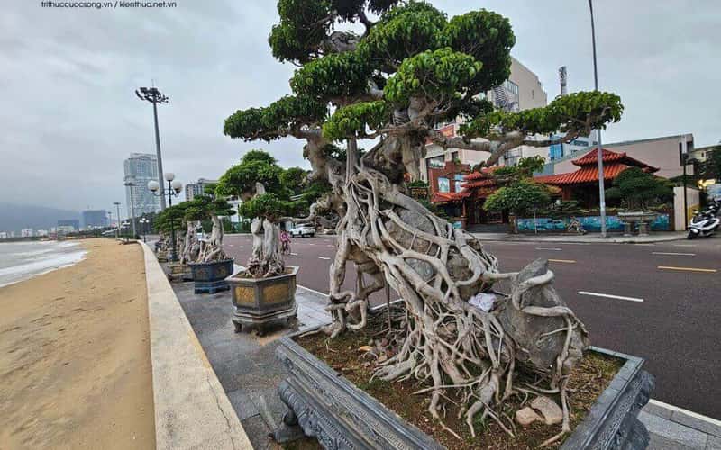欣赏归仁海岸价值数十亿美元、形状独特的盆景系统
