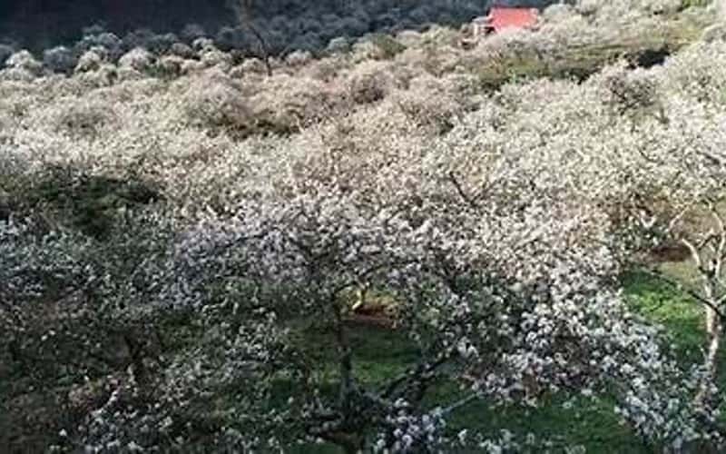 モクチャウ高原の白梅の花の美しさに観光客が驚く