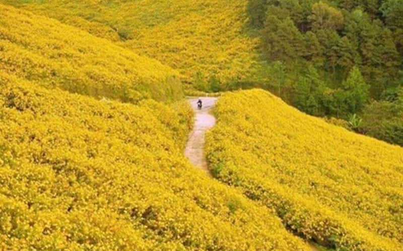 嘉莱：美丽、迷人、诱人，来自“野生向日葵周——楚丹亚火山”