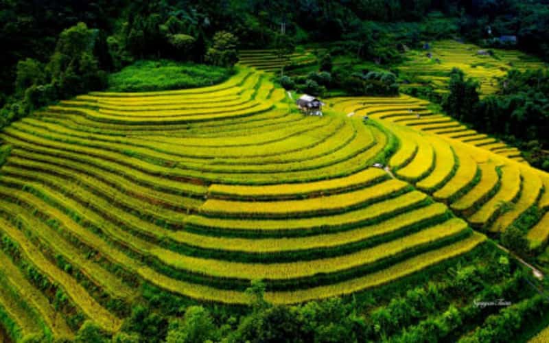 爱上南沧山谷的黄金稻米季节