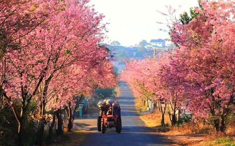 Gợi ý 5 điểm ngắm mai anh đào ở Đà Lạt