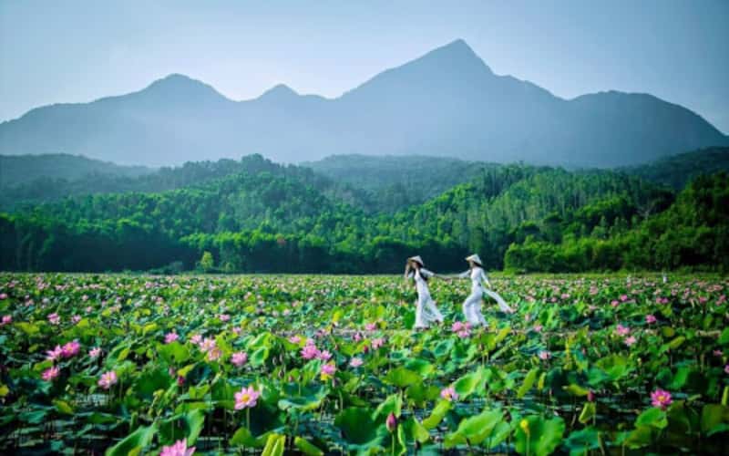 Rực rỡ mùa sen trên cánh đồng Trà Lý xứ Quảng