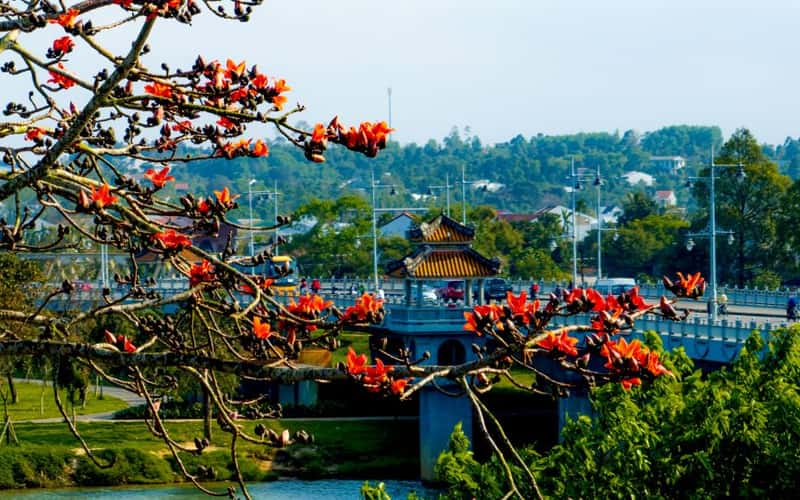 Dạo phố Huế, ngắm hoa gạo nở tháng 3