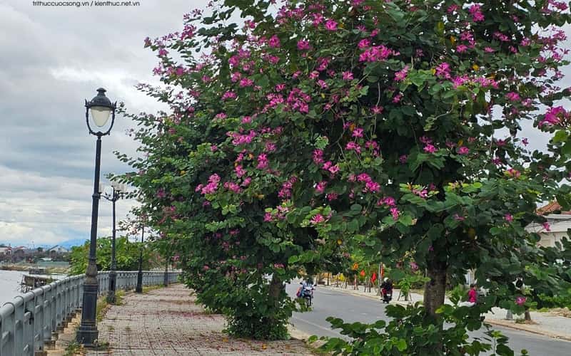 Đẹp ngỡ ngàng cung đường hoa ban tím ở ngoại ô Hội An