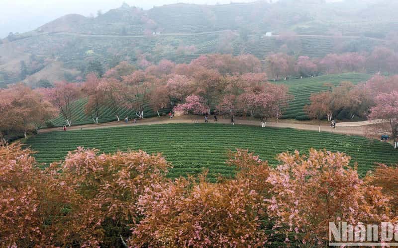 【写真】オーロン茶丘の雲に隠れた桜の美しさ