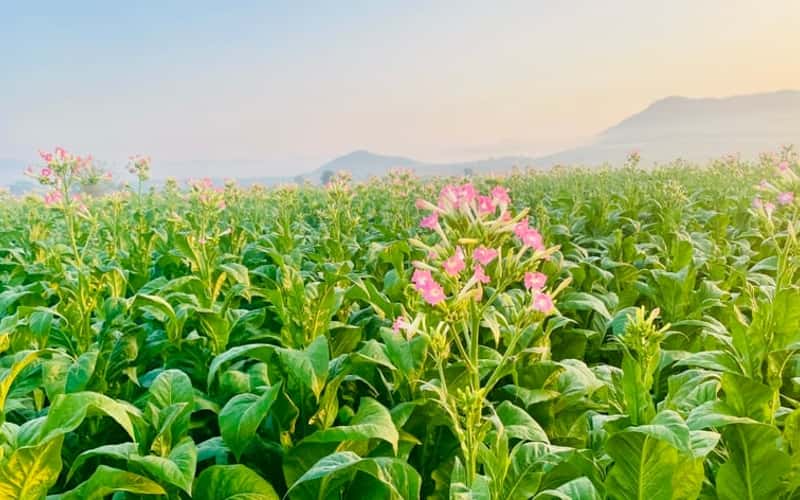 Vẻ đẹp trên cánh đồng thuốc lá Krông Pa