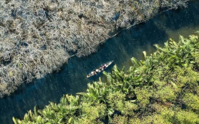 Chiêm ngưỡng mùa lá rụng ở rừng ngập mặn duy nhất vùng đầm phá Tam Giang