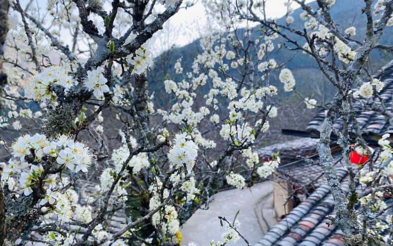 河江桃李红木齐放