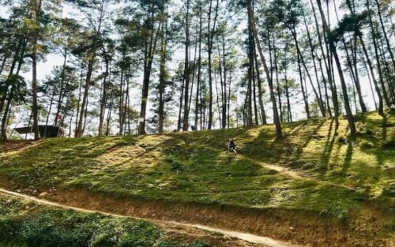 西北山林间的绿色草原——安明松林