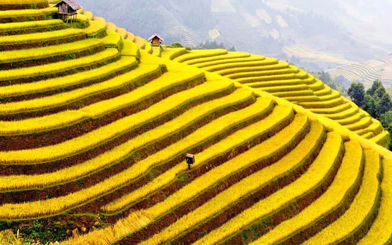 西昆灵峰脚下的村庄，稻米成熟时节的美景