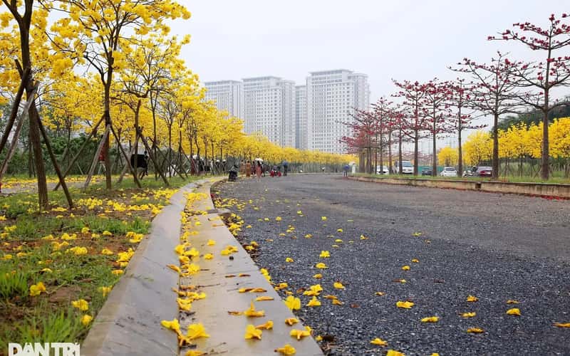 河内郊区道路上开满鲜黄色的吊钟花引发“网络风暴”