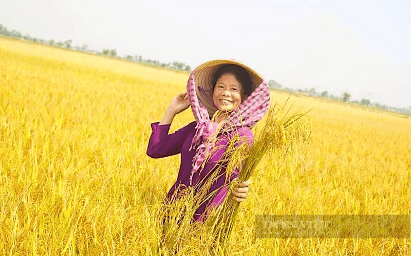 Về miền quê xứ Huế, ngắm lúa chín vàng ươm