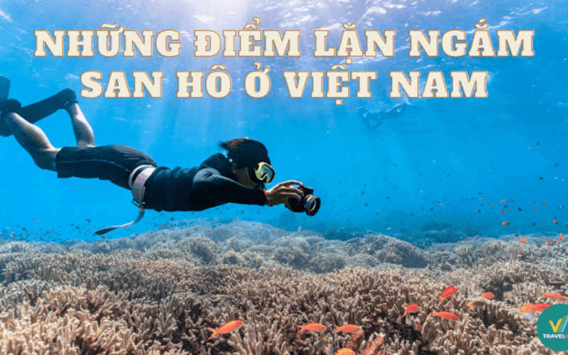 Điểm danh các điểm lặn biển ngắm san hô đẹp nhất Việt Nam