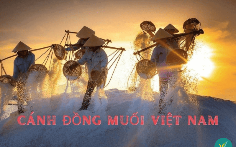 Top 12 cánh đồng muối đẹp nhất ở Việt Nam không thể bỏ lỡ