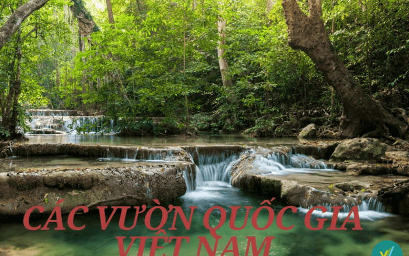 Top 16 vườn quốc gia đẹp nhất Việt Nam cho tín đồ nhiếp ảnh