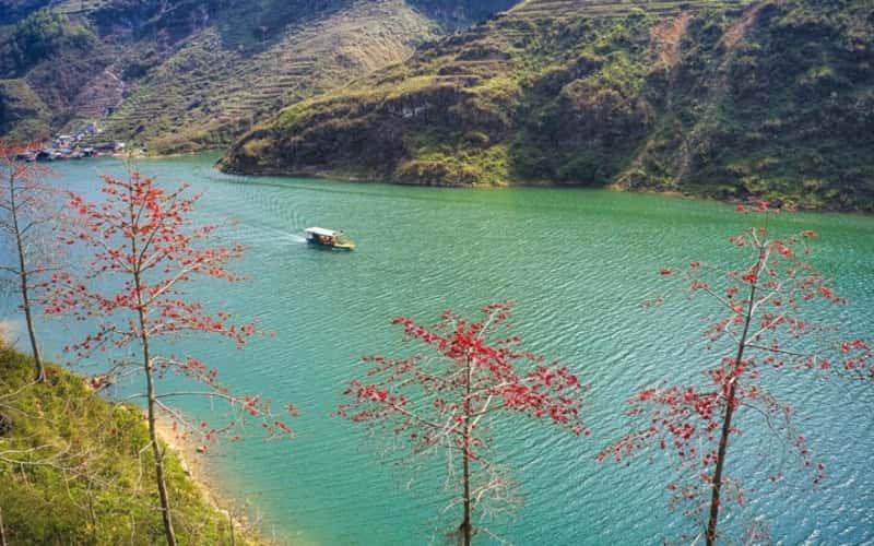 하장(Ha Giang) 산과 숲의 붉은 벼꽃을 감상해보세요.