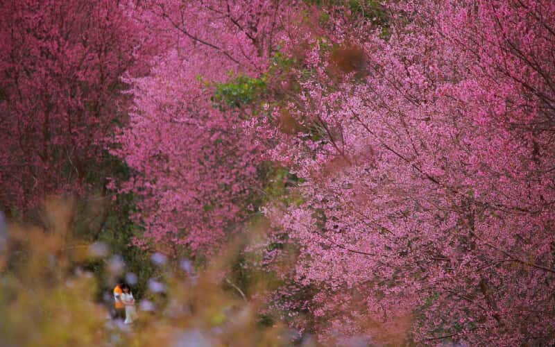 Mai anh đào rực rỡ trong chớm Xuân Langbiang