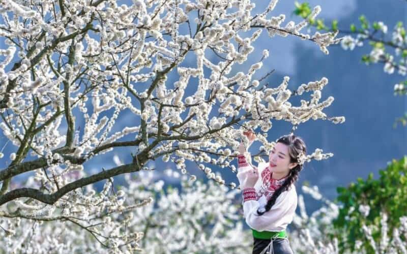 “Săn” hoa mận đầu mùa ở Mộc Châu