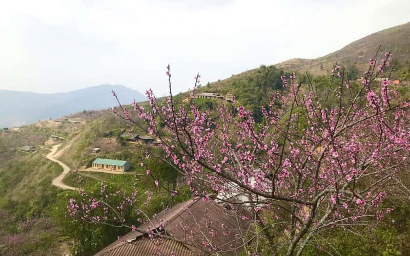 Đào rừng bừng nở báo xuân về