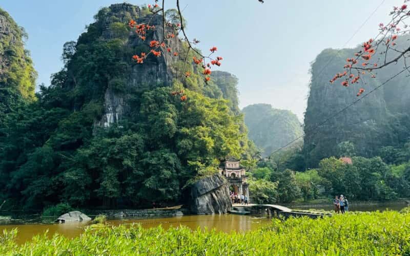 Ninh Binh's nearly 600-year-old temple, ablaze with vibrant red Kapok flowers.