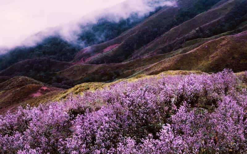 Tà Chì Nhù, Yen Bai: What's the irresistible allure that has young travelers chasing this peak?