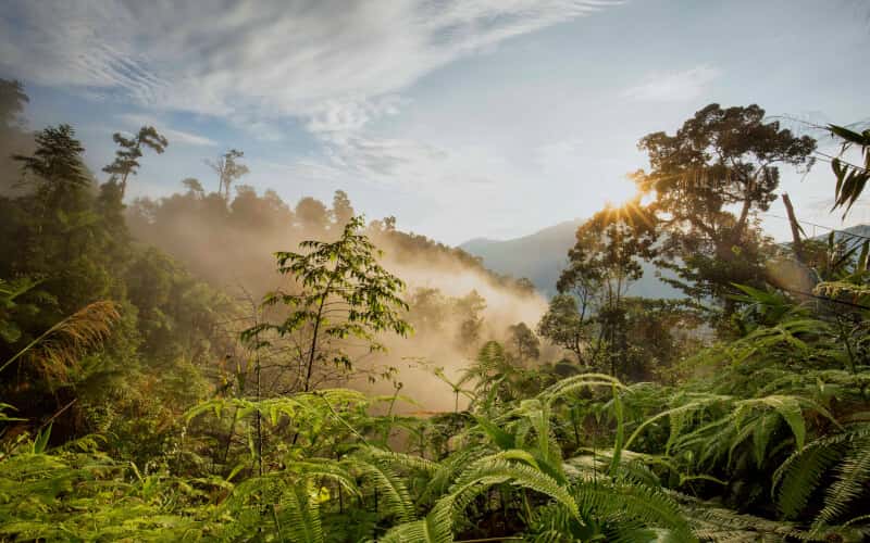 Witnessing Vietnam's Rare Wildlife Through Camera Traps