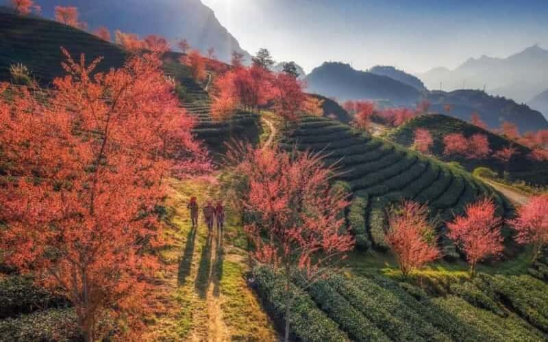 Vẻ đẹp mai anh đào lẩn khuất trong mây ở đồi chè Ô Long