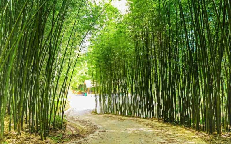 Sàng Ma Sáo 竹林——大自然鬼斧神工雕琢出的苍翠画卷。