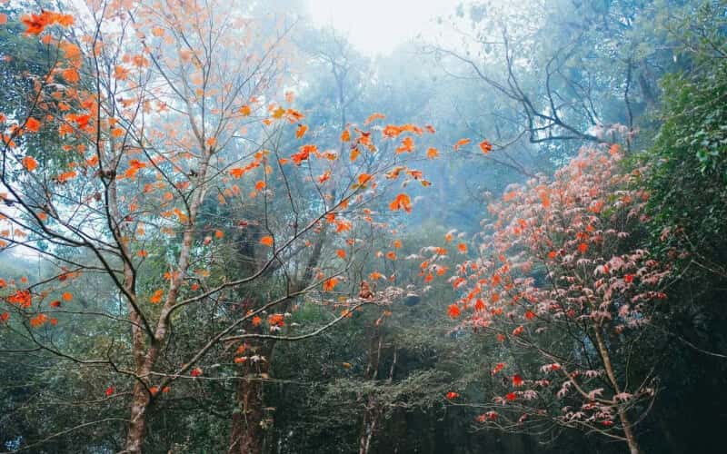Xuyên qua rừng phong lá đỏ nhuộm thắm đất trời Tây Bắc