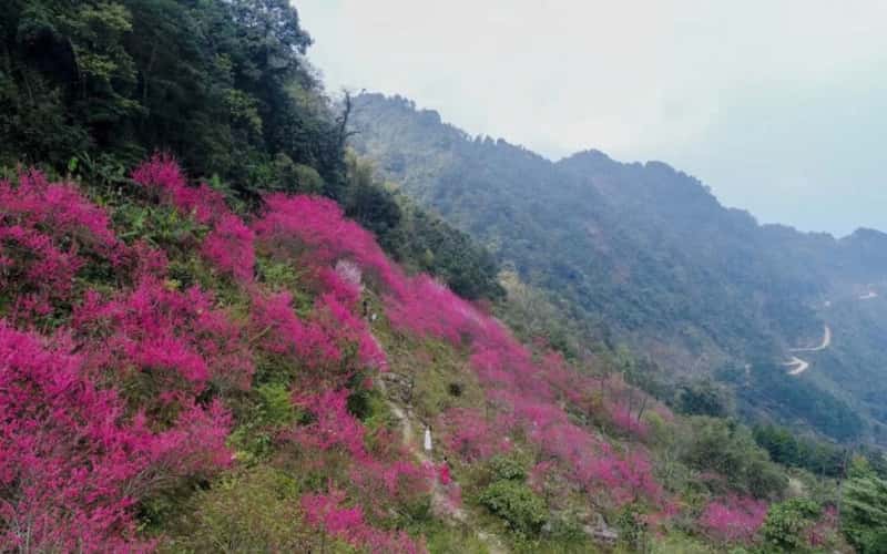 Say đắm sắc đào chuông