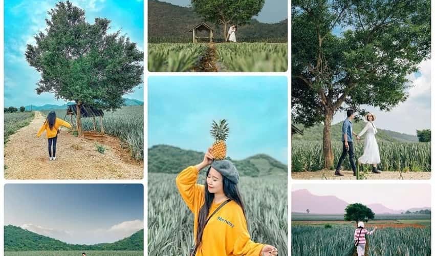 탐디프 파인애플 힐