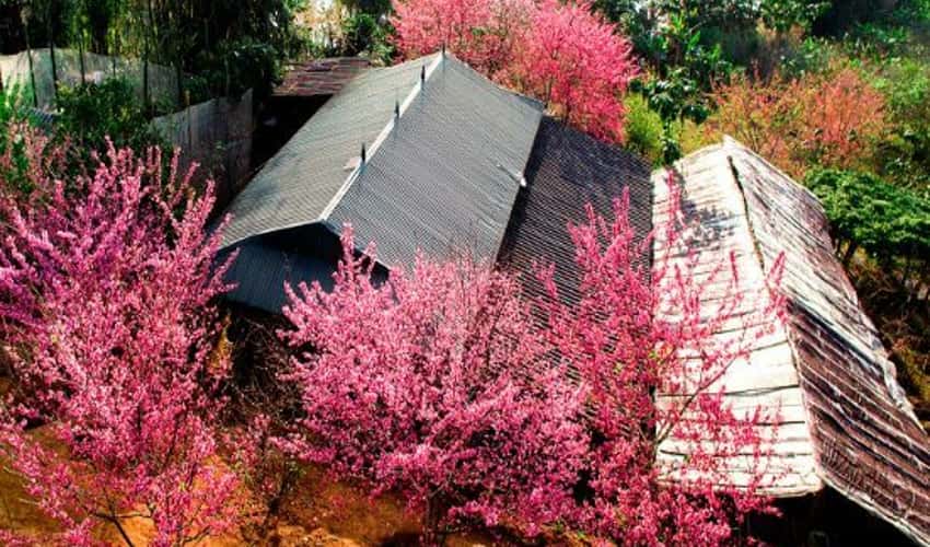 ムオンパンの桜園。