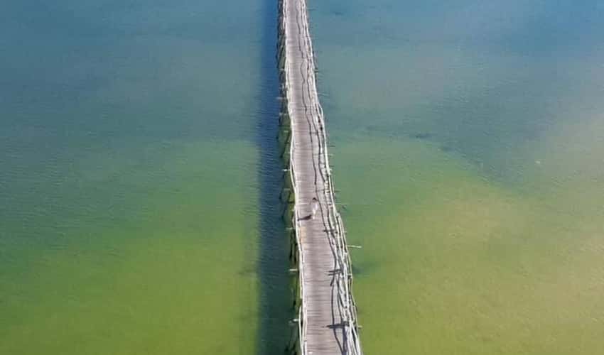 オンコップの木の橋