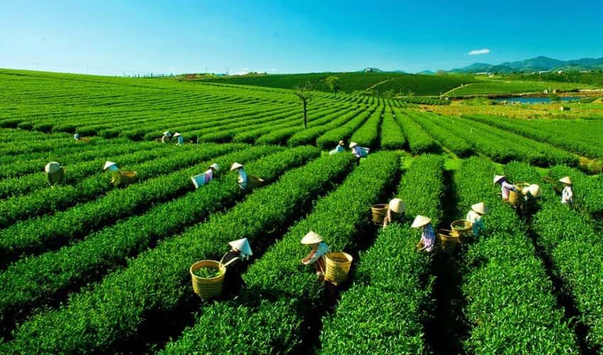 陈强茶山
