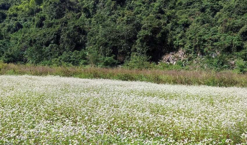 そば花園