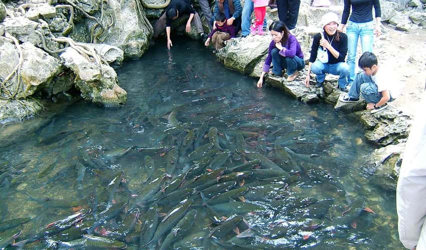 神奇鱼流