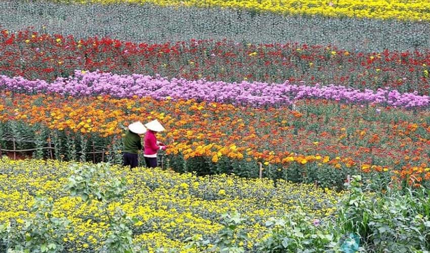 美灵花村