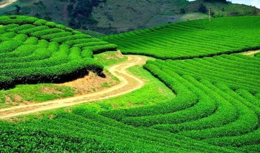 Cau Dat 茶山