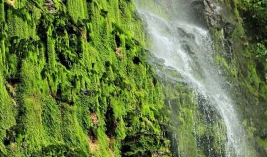 이끼류(Moss Abyss)