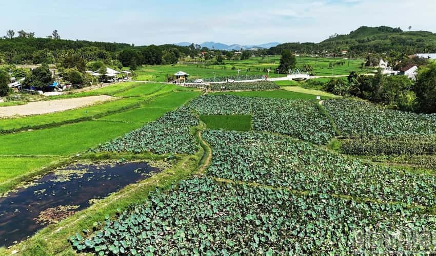 大安コミュニティ観光