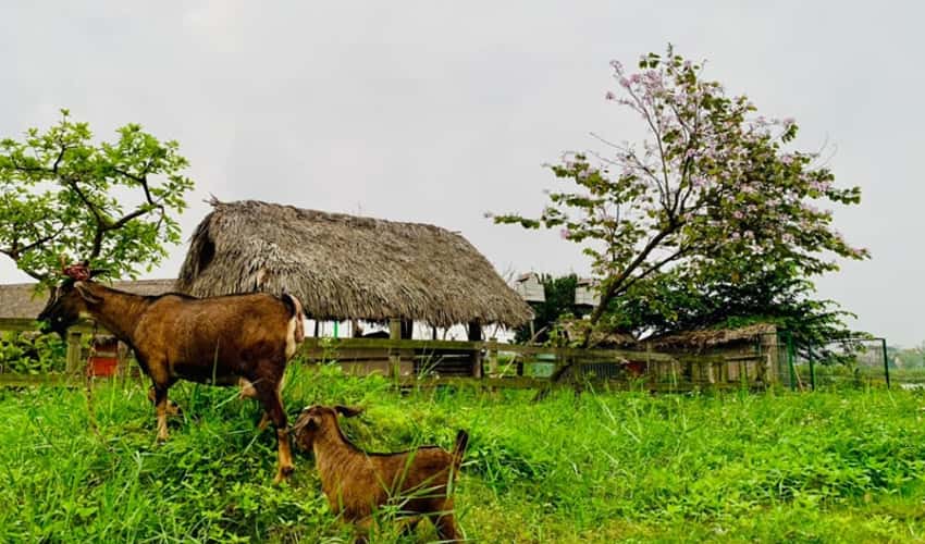Khu sinh thái Làng Việt Đầm Trành